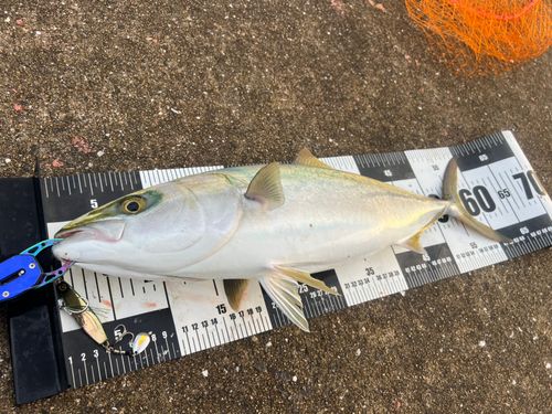 メジロの釣果