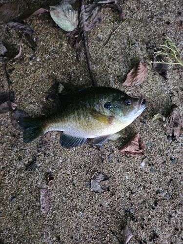 ブルーギルの釣果