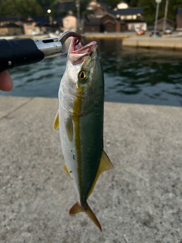 コゾクラの釣果