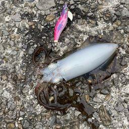 モイカ