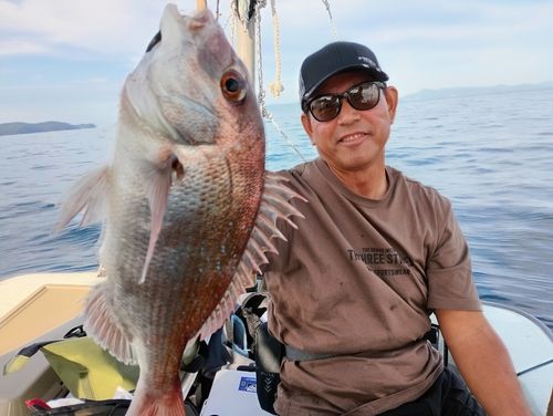 マダイの釣果