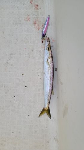 カマスの釣果