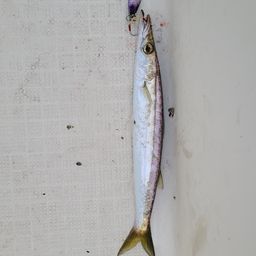 カマス