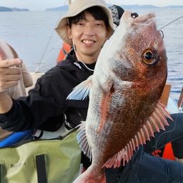 マダイ