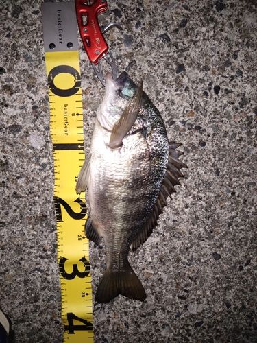 クロダイの釣果