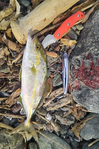 シオの釣果
