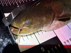 ニホンナマズの釣果