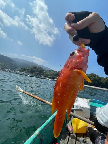 アカハタの釣果