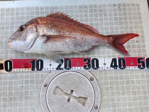 マダイの釣果