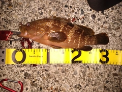 キジハタの釣果