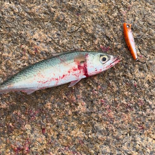 サバの釣果
