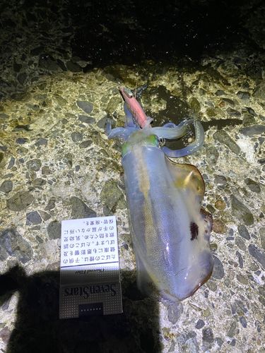 新保港