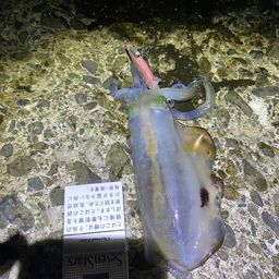 アオリイカ