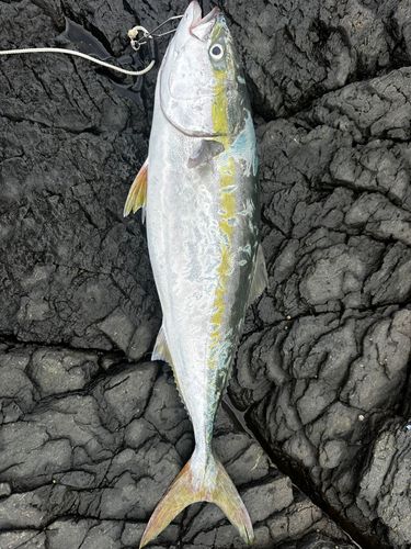 ヤズの釣果