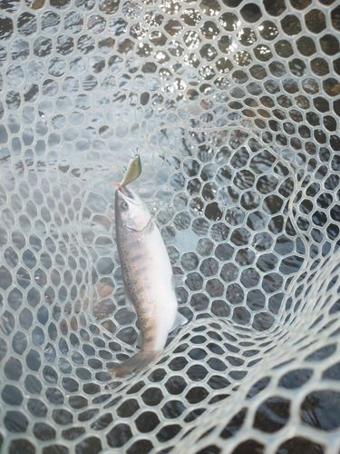 ヤマメの釣果
