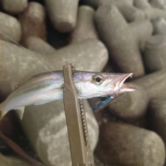 カマスの釣果