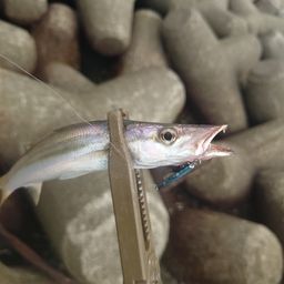 カマス
