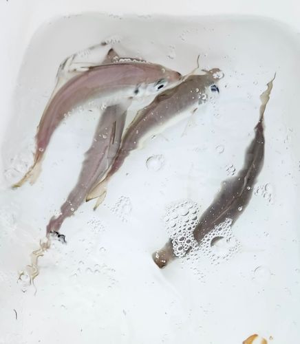 マアジの釣果