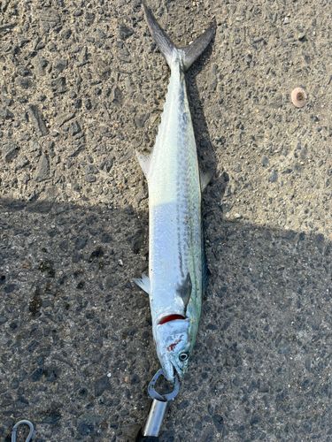 サゴシの釣果