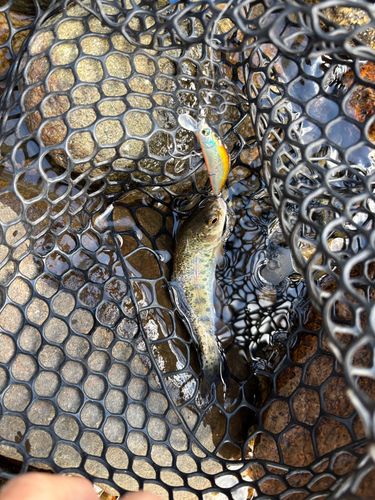 ニジマスの釣果