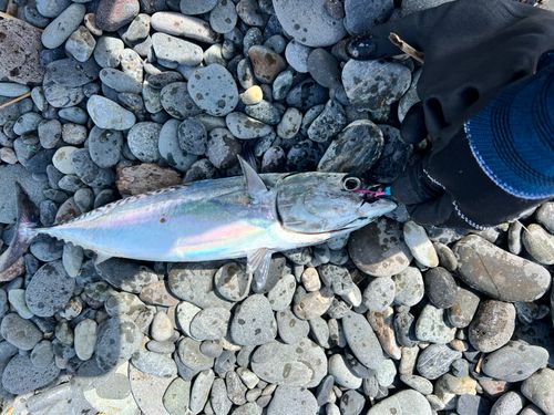 マルソウダの釣果