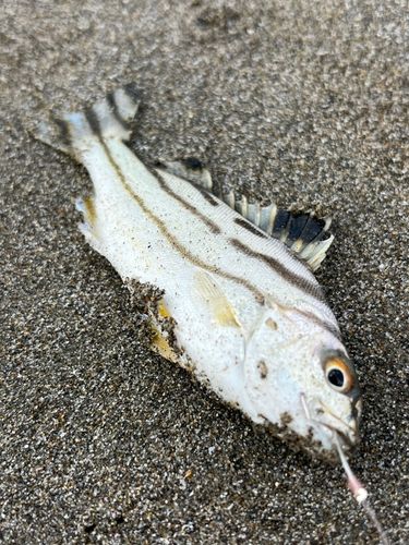 コトヒキの釣果