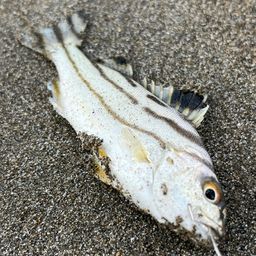 コトヒキ