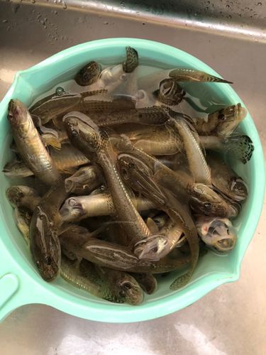 ハゼの釣果