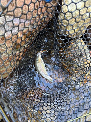 ニジマスの釣果