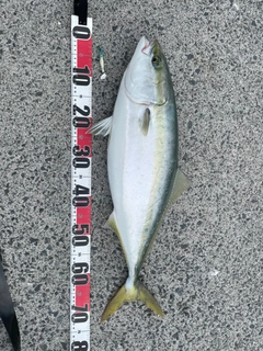 メジロの釣果