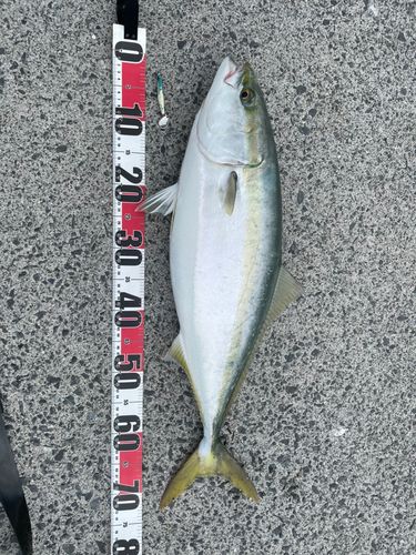 メジロの釣果