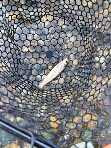 ニジマスの釣果