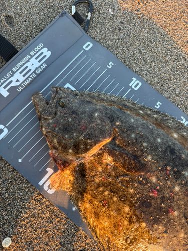 ヒラメの釣果