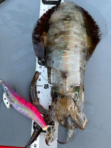 アオリイカの釣果