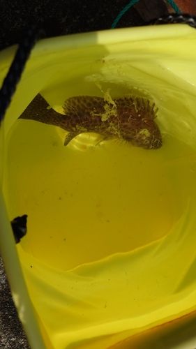 オオモンハタの釣果