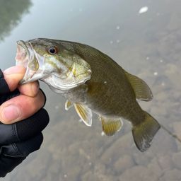 スモールマウスバス