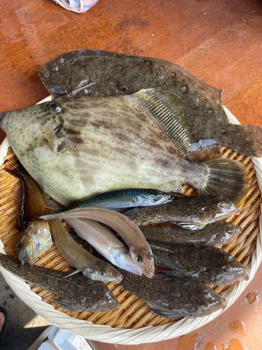 シタビラメの釣果