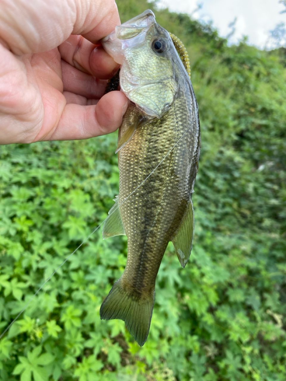 ラージマウスバス