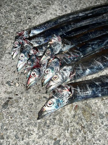 タチウオの釣果