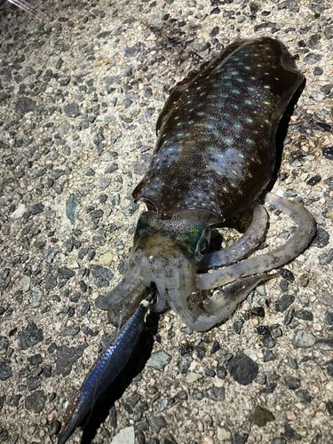 アオリイカの釣果