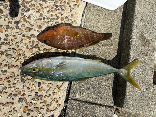 サゴシの釣果