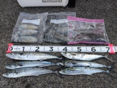 サゴシの釣果