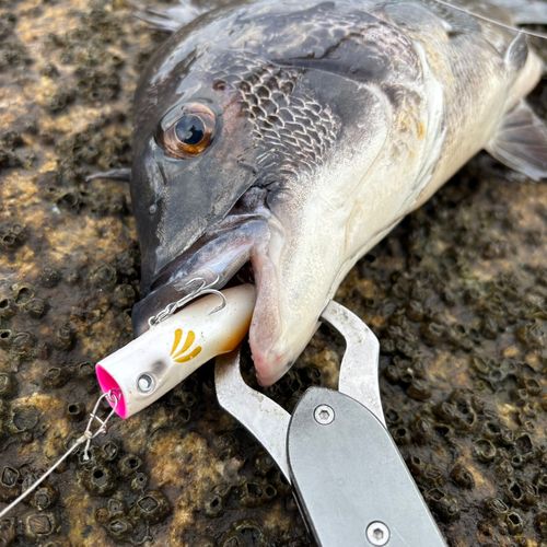 チヌの釣果