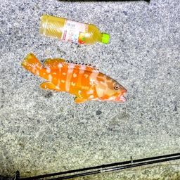 アカハタ