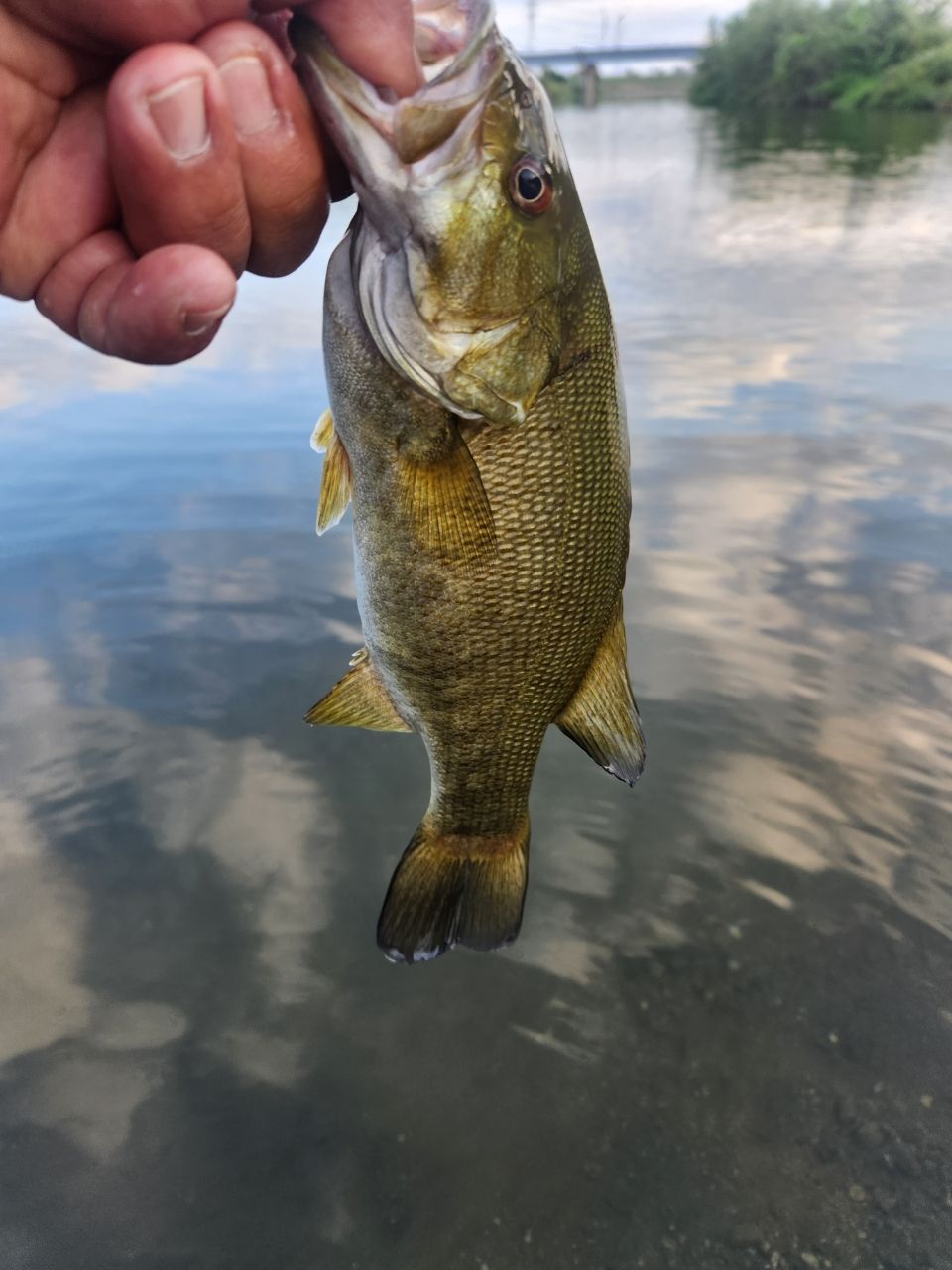 スモールマウスバス