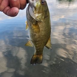 スモールマウスバス