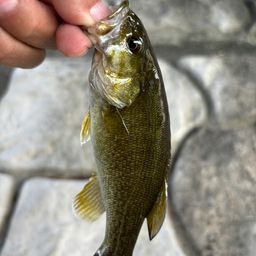 スモールマウスバス
