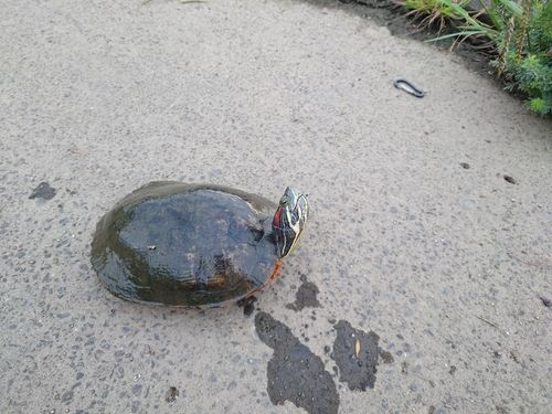 釣果