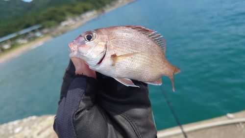 マダイの釣果