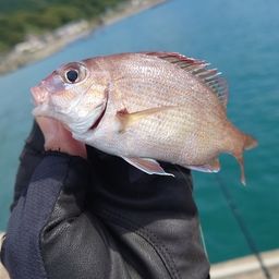 マダイ